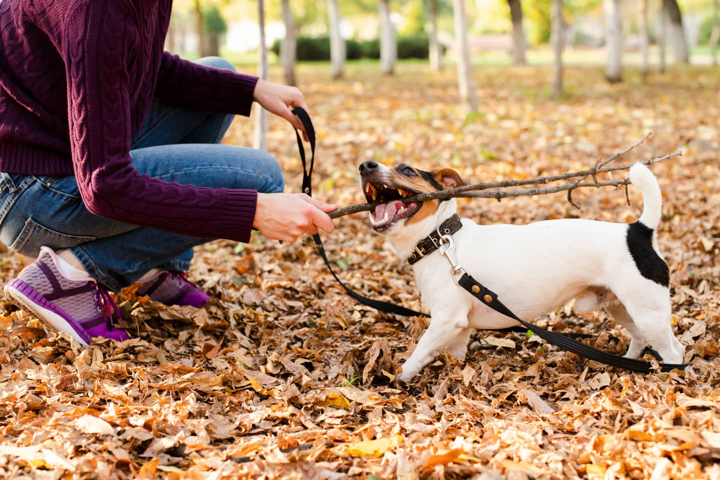 Perro chico jugando con una mujer