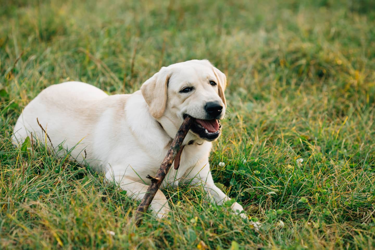 Perro labrador retriever acostado en el cesped mascando un palo