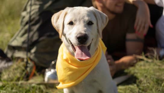 Perro labrador sonriente con bandana amarilla