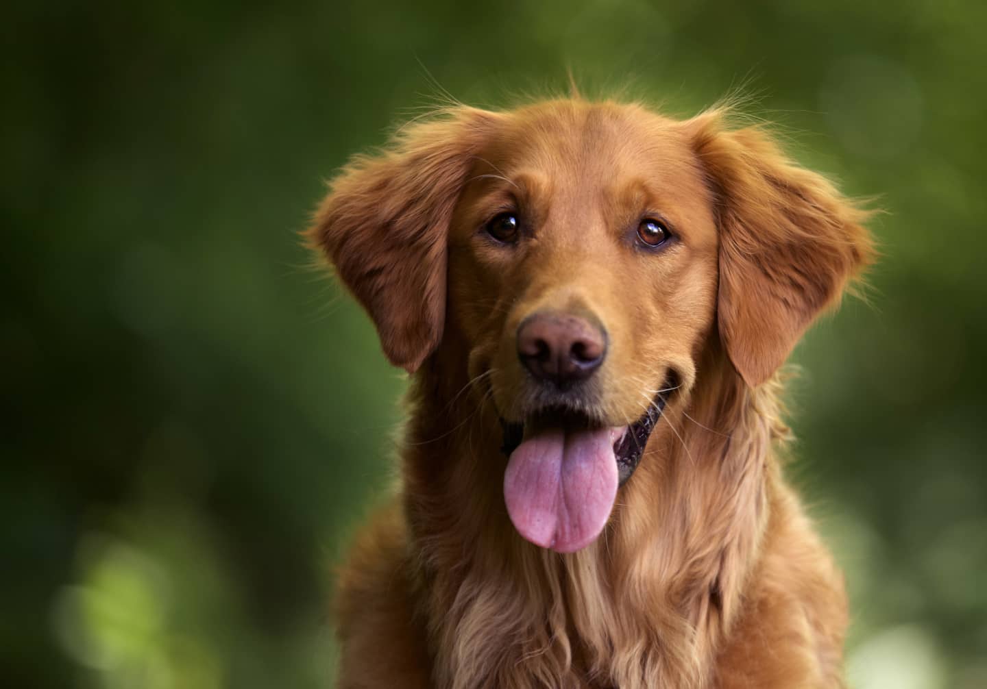 Perro golden retriever sonriendo con la lengua afuera